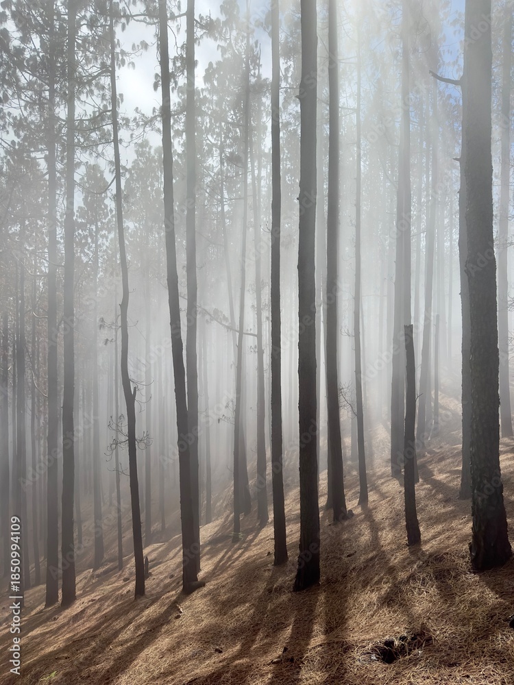 Obraz premium Tree trunks on slope in fog and sunlight