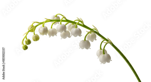 Delicate lily of the valley stem with buds and blossoms isolated on transparent background