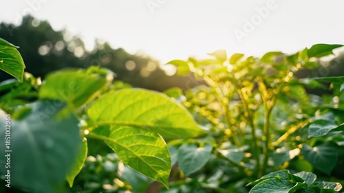 Potato Plants Growing in a Farm, Cultivating Food