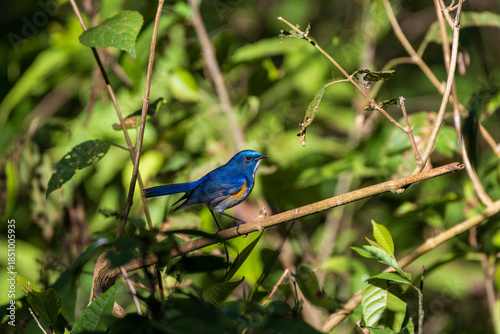 Foto Himalayan Bluetail (Tarsiger rufilatus) perched on a branch, displaying rich blue and orange plumage
