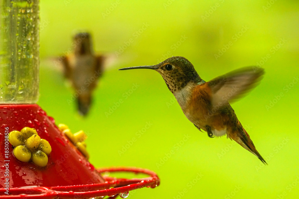 Obraz premium Hummingbirds gather near a vibrant red feeder in a lush green garden. Small, swift, and colorful, they flit and flutter among the blossoms.