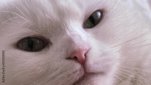 A video of a white adult Scottish Fold cat. In this close-up shot, the cat's observations of its surroundings, its blinking, purring and other movements are clearly visible.