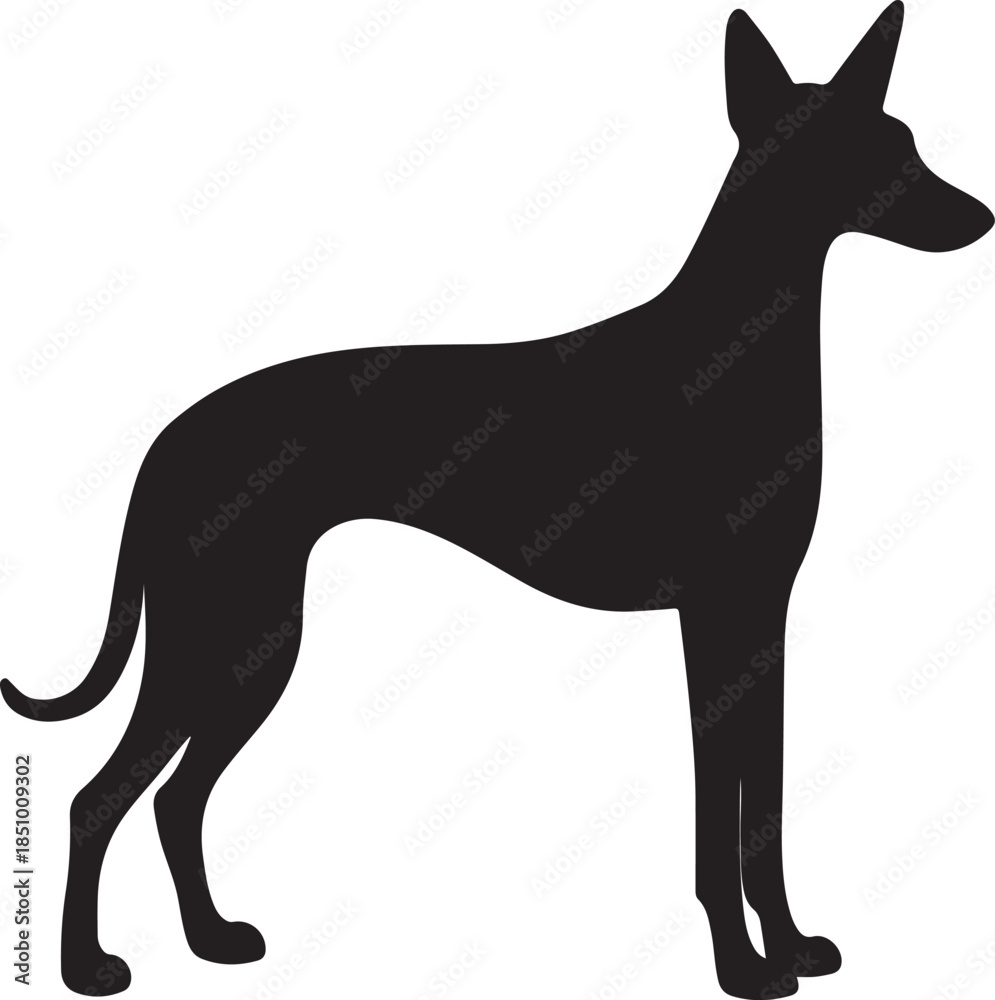 Obraz premium Silhouette of a slender graceful dog standing in a profile view