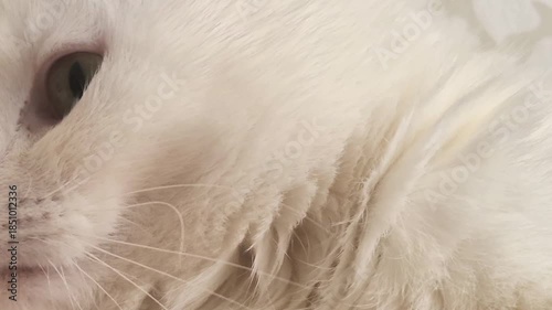 A video of a white adult Scottish Fold cat. In this close-up shot, the cat's observations of its surroundings, its blinking, purring and other movements are clearly visible.