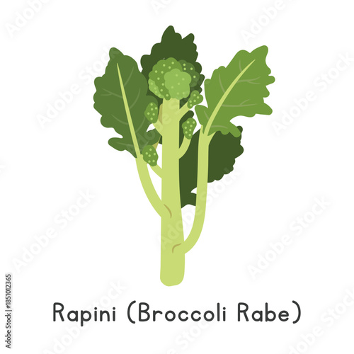 Rapini (Broccoli Rabe) Flat Cartoon Vector Illustration Isolated on White Background