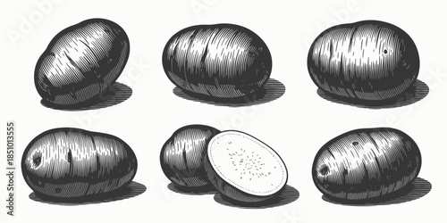 Potatoes in various orientations with one cut open in monochrome grayscale illustration for food or agriculture