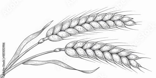 Wheat Ears Sketchy Illustration Monochrome Line Art Organic Agriculture
