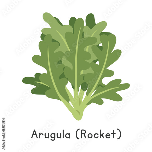 Arugula (Rocket) Flat Cartoon Vector Illustration Isolated on White Background