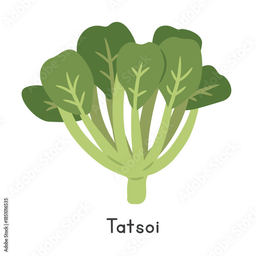 Tatsoi Vector Illustration. Taisoi or Tat choy Cartoon Clipart, Vegetable in Flat Style. Also called Spinach Mustard, Spoon Mustard, Rosette Bok Choy, Broadbeak Mustard, or Brassica rapa