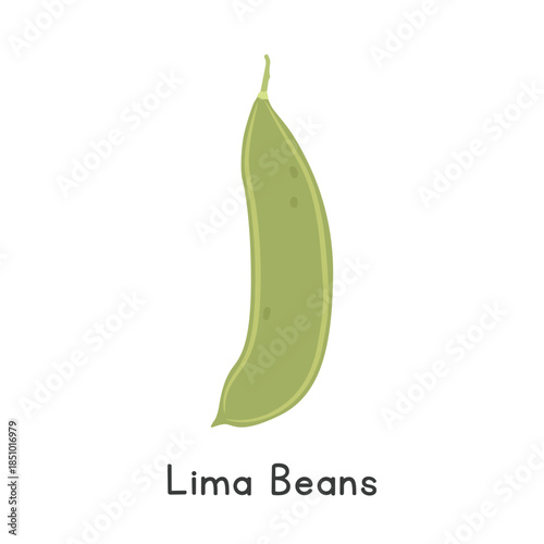 Lima Bean Vector Illustration. Lima Bean Cartoon Clipart, Vegetable in Flat Style. Also called Butter Bean, Sieva, Double, or Madagascar Bean. Legume Concept. Common Vegetable Vector Design
