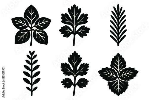 Bold Herb Icons. Culinary Herbs silhouette icons: basil, parsley, rosemary, thyme, cilantro, mint.