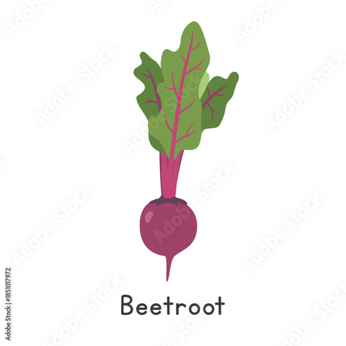 Beetroot Vector Illustration. Beetroot or Beet Cartoon Clipart, Vegetable in Flat Style. Also called Red Beet, Table Beet, Garden Beet, Blood Turnip, or Beta vulgaris subsp. vulgaris 'Conditiva Group'