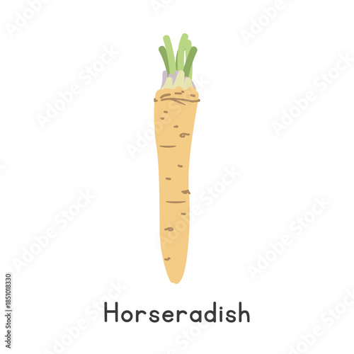 Horseradish Vector Illustration. Horseradish or Pepperrot Cartoon Clipart, Vegetable in Flat Style. Also called Armoracia rusticana. Root Vegetable Concept. Common Vegetable Vector Design