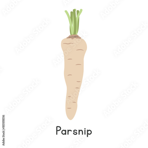 Parsnip Vector Illustration. Parsnip Cartoon Clipart, Vegetable in Flat Style. Also called Northern Indian Parsnip or Pastinaca sativa. Root Vegetable Concept. Common Vegetable Vector Design