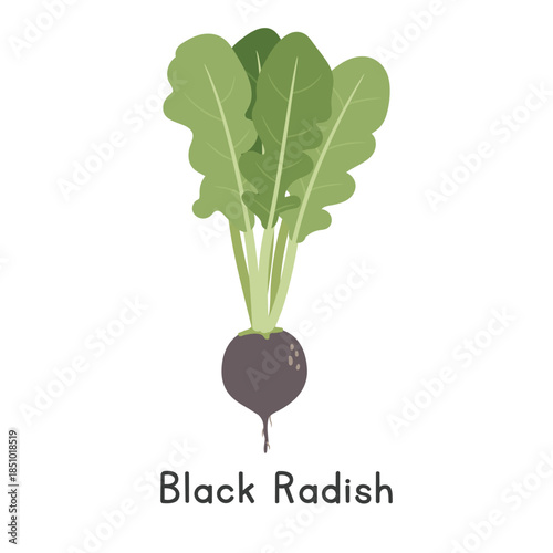 Black Radish Vector Illustration. Black Spanish Radish Cartoon Clipart, Vegetable in Flat Style. Also called Winter Radish, Erfurter Radish, Raphanus sativus var. sativus. Root Vegetable Concept