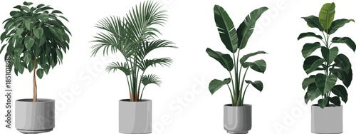 Set of four potted indoor plants, vector illustration of tropical green houseplants in grey pots, isolated