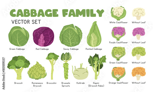Cabbage Vector Illustration Set. Cabbage Family Cartoon Clipart Set in Flat Style. Cabbage, Broccoli, Cauliflower, Romanesco Broccoli, Broccolini, Kohlrabi, Rapini, Vegetables Flat Vector Design