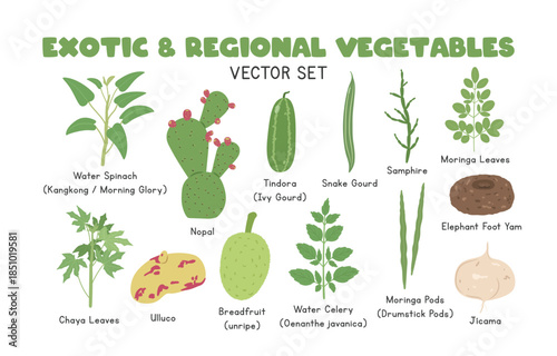Exotic and Regional Vegetables Vector Illustration Set, Cartoon Clipart Set in Flat Style. Water Spinach, Nopal, Tindora, Snake Gourd,  Samphire, Moringa Leaves, Chaya Leaves, Ulluco, Breadfruit