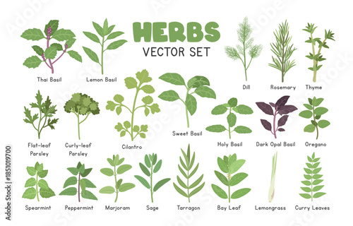 Herbs Vector Illustration Set. Types of Herb Cartoon Clipart Set in Flat Style. Parsley, Basil, Cilantro, Mint, Dill, Rosemary, Thyme, Oregano, Marjoram, Sage, Tarragon, Bay Leaf, Lemongrass