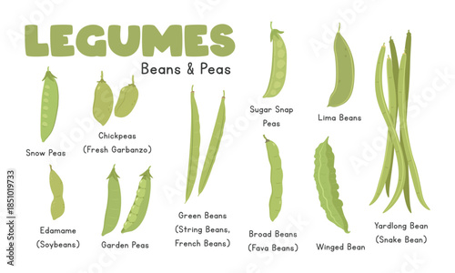 Legumes Vector Set. Beans and Peas Types Flat Cartoon Vector Set Isolated on White Background. Green Beans (String, French), Sugar Snap Peas, Lima Beans, Snow Peas, Chickpeas (Fresh Garbanzo), Edamame