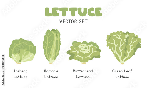 Lettuce Vector Illustration Set, Cartoon Clipart Set in Flat Style. Iceberg Lettuce, Romaine, Butterhead Lettuce, Green Leaf Lettuce, Flat Vector Design