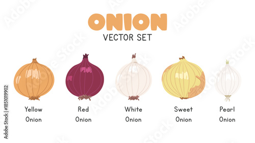 Onion Set Flat Cartoon Vector Set Isolated on White Background. Yellow Onion, Red Onion, White, Sweet, and Pearl Onion