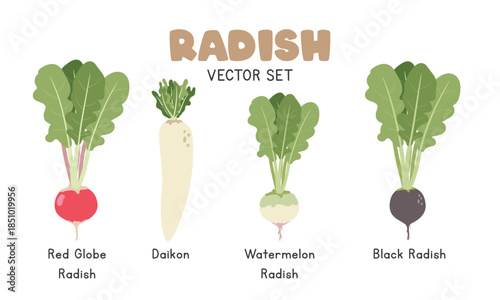 Radish Vector Illustration Set. Types of Radish Cartoon Clipart Set in Flat Style. Red Globe, Daikon, Watermelon Radish, Black Radish. Vegetables Flat Vector Design