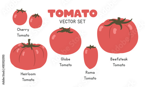 Tomato Types Flat Cartoon Vector Set Isolated on White Background. Globe, Cherry, Roma, Heirloom, and Beefsteak Tomato