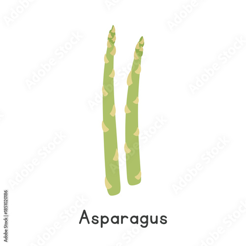 Asparagus Vector Illustration. Garden Asparagus Cartoon Clipart, Vegetable in Flat Style. Also called Sparrowgrass, Sparrow's Guts, or Asparagus officinalis. Stem and Shoot, Vegetable Concept Vector