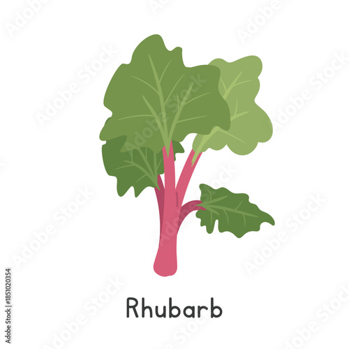 Rhubarb Vector Illustration. Garden Rhubarb Cartoon Clipart, Vegetable in Flat Style. Also called Pie Plant or Rheum rhabarbarum. Stem and Shoot, Vegetable Concept. Common Vegetable Vector Design