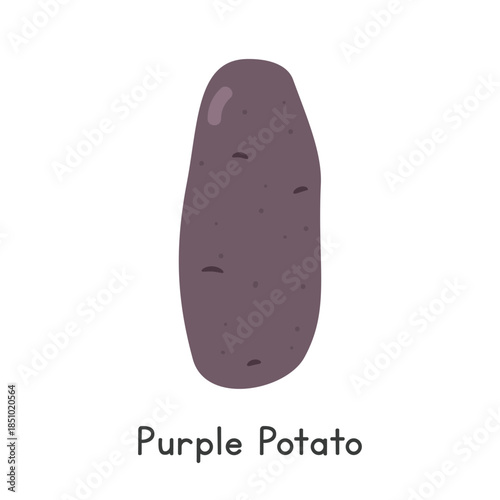 Purple Potato Vector Illustration. Purple Potato Cartoon Clipart, Vegetable in Flat Style. Also called Blue Potato or Solanum tuberosum 'Purple Majesty'. Tuber, Vegetable Concept Vector Design