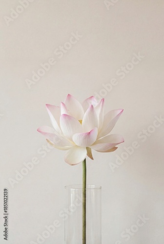 White and pink lotus flower in glass vase on neutral background