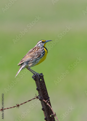 Eastern Meadowlark perched on a iron post singing in springtime in Ottawa, Canada