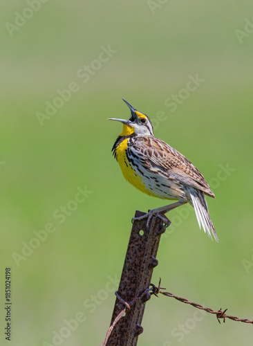 Eastern Meadowlark perched on a iron post singing in springtime in Ottawa, Canada
