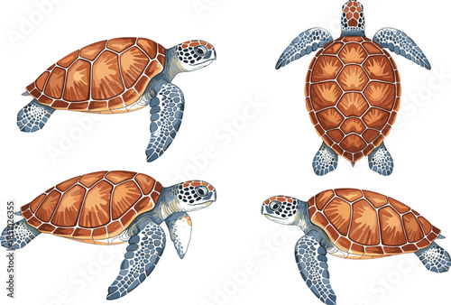 Detailed sea turtle vector collection featuring realistic marine reptile illustrations in side and top views for ocean wildlife conservation and aquatic design.