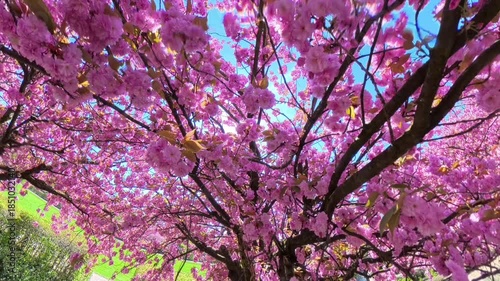 Full bloom pink color cherry blossom or sakura tree blooming during springtime in Japan