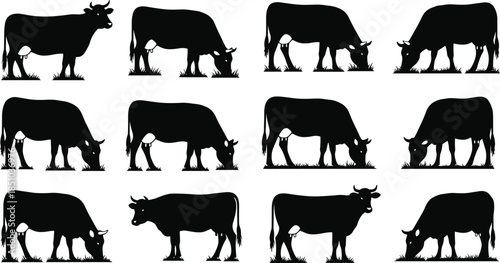 Set of cow silhouettes, grazing cattle icons, farm animal collection, dairy milk symbols, agriculture livestock elements, beef meat herd flat vector illustration
