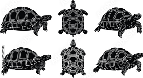 Set of detailed black tortoise vector silhouettes isolated on white, turtle animal illustration collection, reptile shell design, wildlife nature graphic, slow movement art.