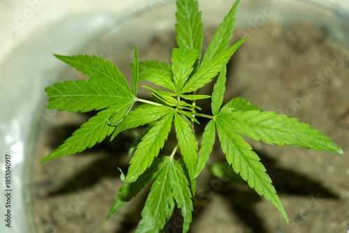 Cannabis or marijuana medicinal plants anxiety or paranoia