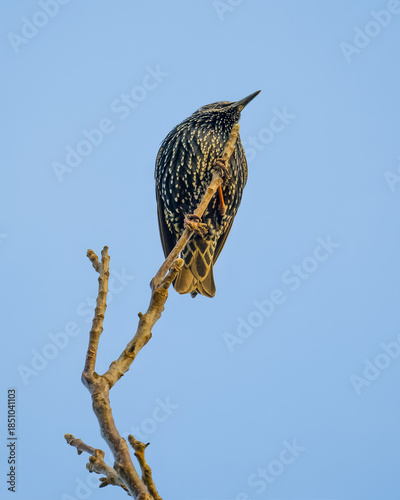 Starling perching on a branch against a blue sky