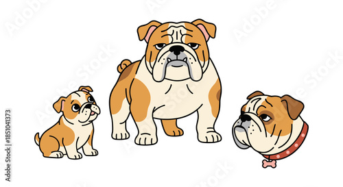 English bulldog family developing from puppy to adult