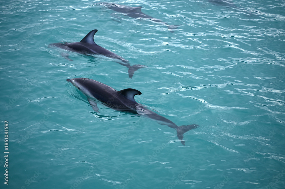 Obraz premium In the South Pacific off Kaikoura, South Island, New Zealand, a pod of dolphins swims freely through the emerald sea.