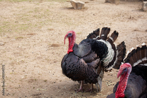 Bronze turkeys shown; this heritage breed has darker, richer meat with a slightly denser texture and wild flavor, set against a natural farm or outdoor backdrop.