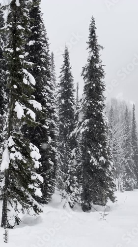 A winter snowy pine forest is covering with snow. Snowy winter weather in the forest