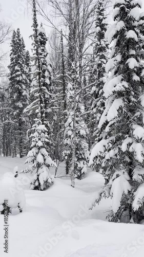 A winter snowy pine forest is covering with snow. Snowy winter weather in the forest