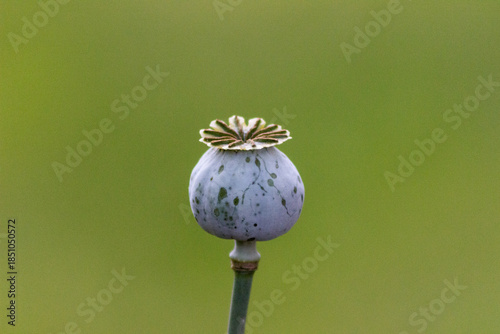 poppy seed head