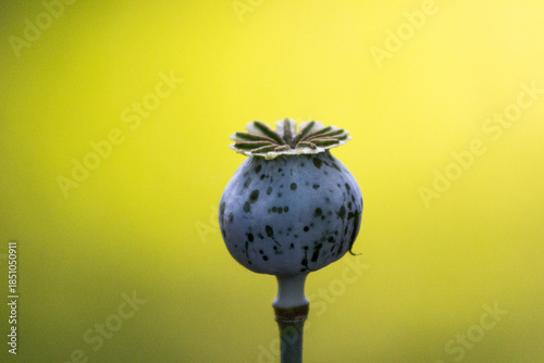 poppy seed head