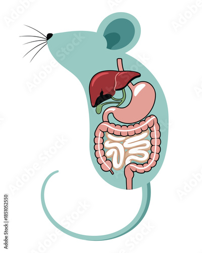 Anatomy of a mouse showcasing its internal digestive organs like liver, stomach, and intestines