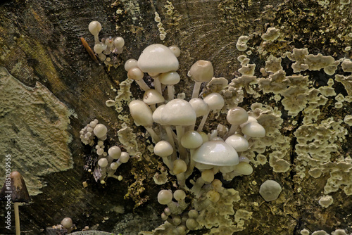 Foto Shiny white porcelain mushrooms growing on dead wood - Oudemansiella mucida