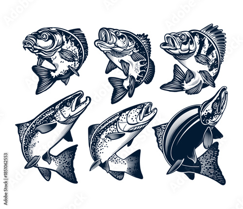 Vintage hand-drawn illustration set featuring various freshwater and saltwater fish species isolated on white background, Vector